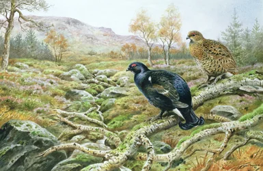 Korhoen op de heide