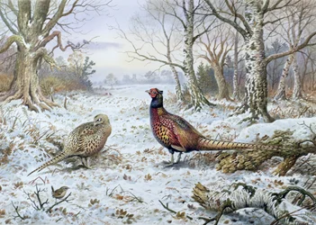 Paar fazanten met een winterkoninkje