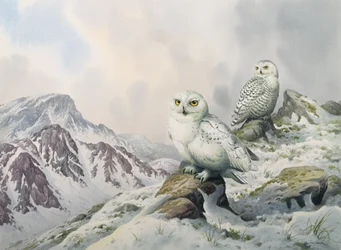 Paar Sneeuwuilen in de Sneeuwbergen, Australië