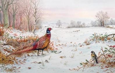 Fazant en vink in de sneeuw