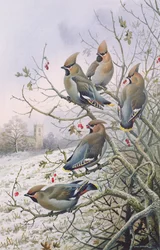 Pestvogels