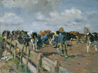 De koeien melken