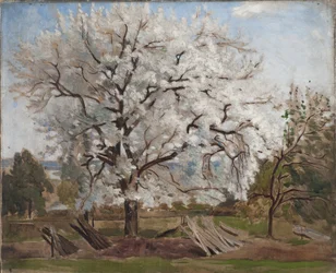 Appelboom in Bloei