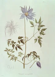 Clematis macropetala, uit 