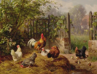 Haan met Hennen en Kuikens
