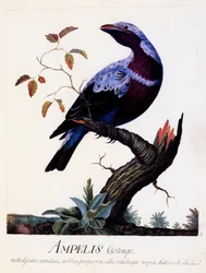 Ampelis cotinga (Cotinga cotinga), Paarsborstcotinga, aquarel