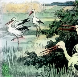 Wilhelm Hauff - Sprookjes - Kalief Ooievaar. Beeld datum circa 1910. Carl Simon Archief