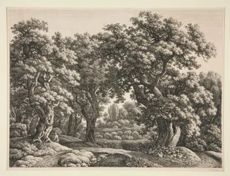 Boslandschap