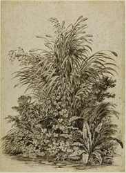 Planten aan de waterkant