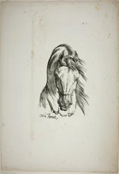 Detail van paardenhoofd, vergroot tot drievoudige grootte, Normandische Koninklijke Garde, nr. 1
