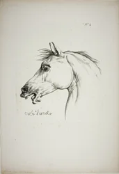 Detail van paardenhoofd, vergroot tot drievoudige grootte, Normandische Koninklijke Garde, nr. 4