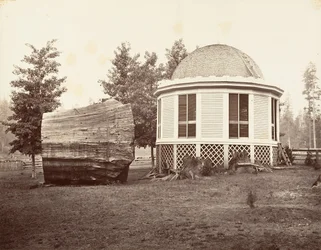 Het huis boven een stomp van een grote boom