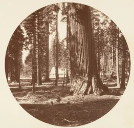 Het Mammoth Grove Hotel vanuit het Grove - Calaveras