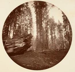 De Moeder van het Bos uit de Vader van het Bos - Calavaras Grove