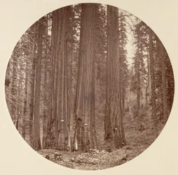 Yosemite National Park, Californië, circa 1878.