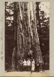 Grote bomen bij Monteray [sic] - Cal.