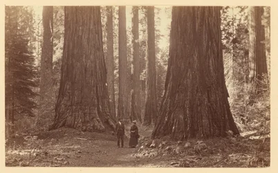 De drie Gratiën, Calaveras Grove