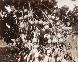 Zonder titel [fruit op boom]
