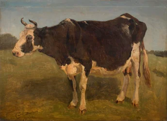 Zwart-witte staande koe. Studie.