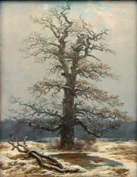 Eik in de sneeuw