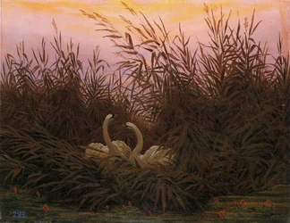 Duits: Schwäne im Schilf beim ersten Morgenrot Zwanen in het riet bij de eerste dageraad