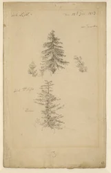 German: Zwei Tannenstudien Two studies of fir trees