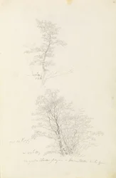 Groep jonge bomen