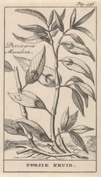 Perzikkruid