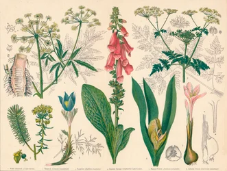 Britse giftige planten