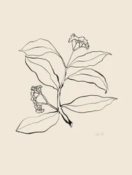 Botanische lijntekening