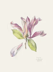 Roze aquarelmagnolia