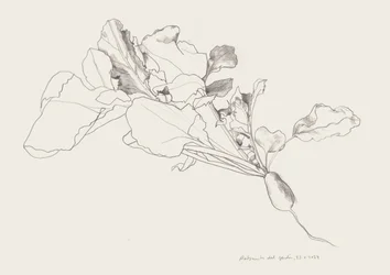 Botanische tekening van een radijs