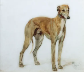 Een vaalkleurige windhond, 1897