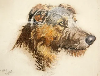 Een Schotse Hertenhond
