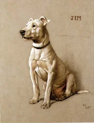 Jim, een Bull Terrier