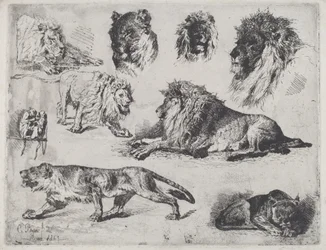 Studie van leeuwen