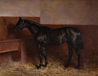 Chippendale in een losse box
