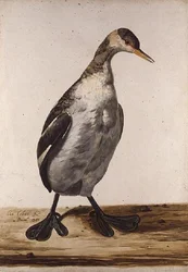 De grote fuut