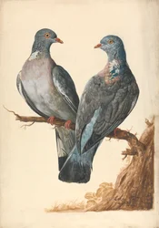 Twee Houtduiven