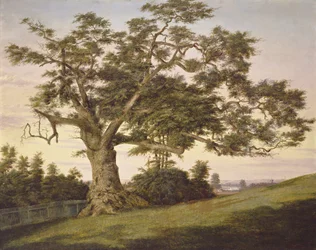 De charter-eik