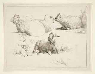 Schapen in de Weide