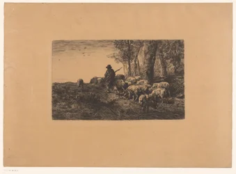 Herder met groep varkens