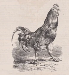 Boerderijkip, gewone soort, uit Magasin Pittoresque