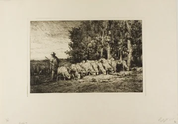 Kudde Schapen aan de Rand van een Bos