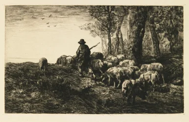 Kudde varkens met varkenshoeder