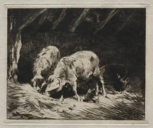 Twee varkens
