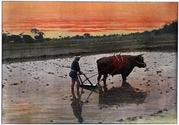 Voorbereiding van een rijstplantage in Japan, c1890