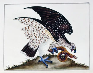 Roofvogel met slang, 1808-21