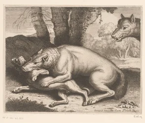 Hond aangevallen door een wolf