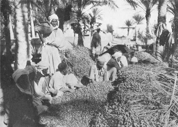 Dadelpluk in Gabes, ca. 1913
